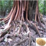 Magali Kilangu / Swallow Root Powder