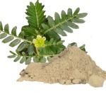 Nerinji / Caltrop / Tackweed / Bindii / Puncture Plant Powder