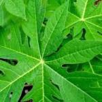 Pappali ilai / Papaya Leaf Powder