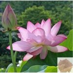Thamarai / Indian Lotus Powder