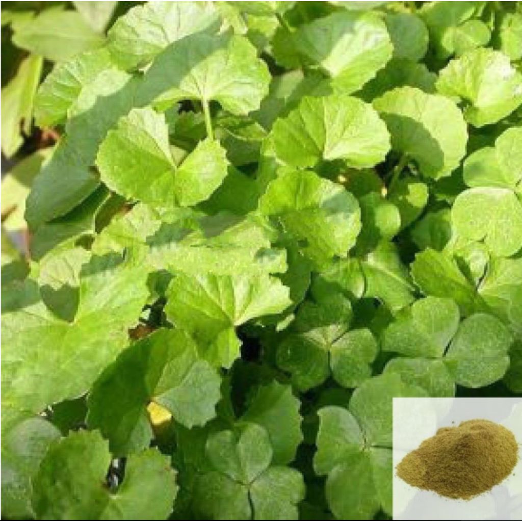 Vallarai / Brahmi Leaves Powder