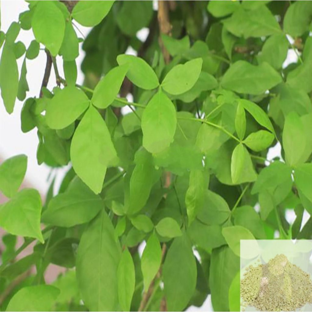 Vilvam ilai / Bael Leaves Powder